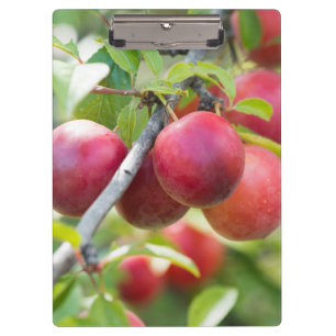 Carpeta De Pinza Ciruela de cerezo en rama