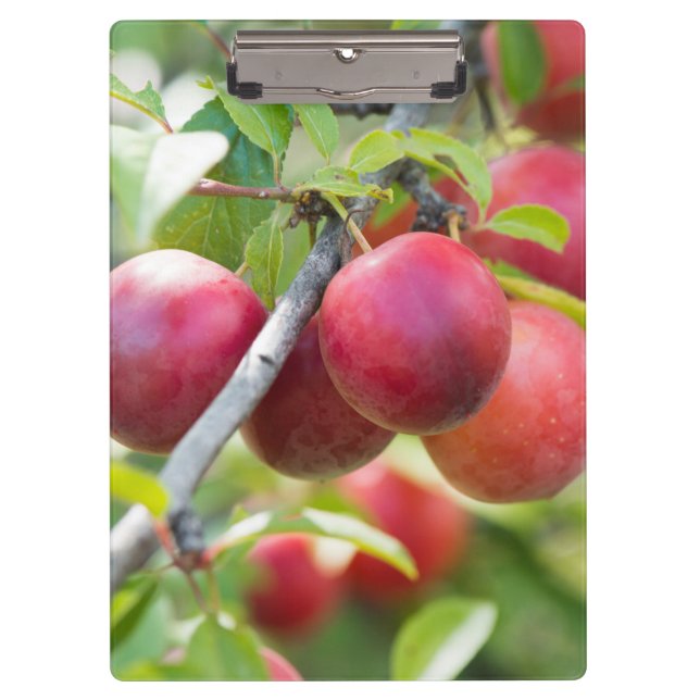 Carpeta De Pinza Ciruela de cerezo en rama (Anverso)