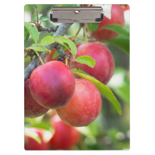 Carpeta De Pinza Ciruela de cerezo en rama