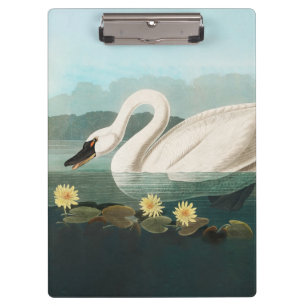 Carpeta De Pinza cisnes de agua blanca de cisne audubon