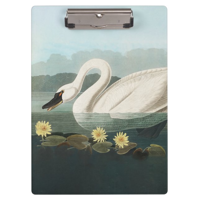 Carpeta De Pinza cisnes de agua blanca de cisne audubon (Anverso)