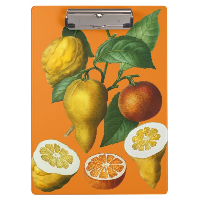 CARPETA DE PINZA CITRUS FRUIT (Anverso)