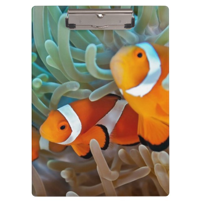 Carpeta De Pinza Clownfish (Anverso)
