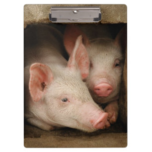 Carpeta De Pinza Cochinillos curiosos