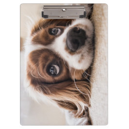 Carpeta De Pinza Cocker Spaniel Dog de ojos tristes