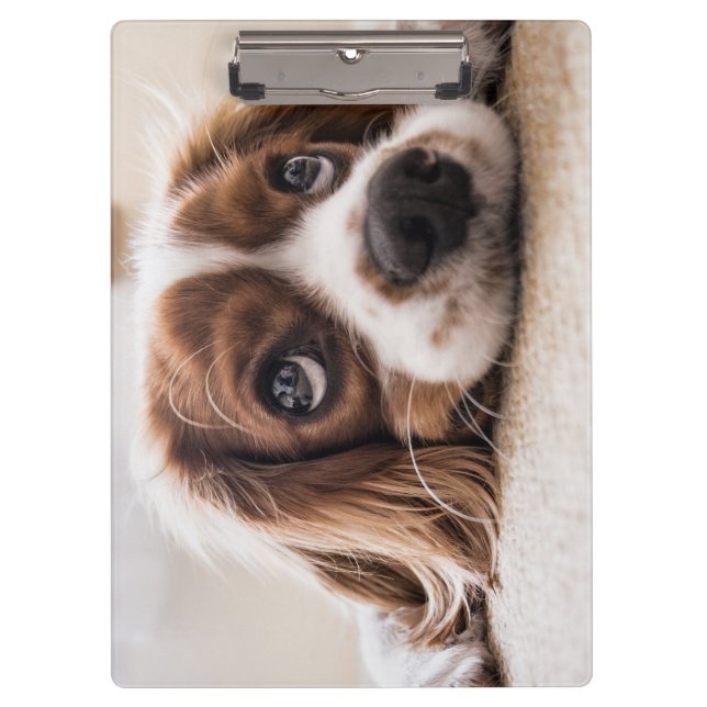 Carpeta De Pinza Cocker Spaniel Dog de ojos tristes (Anverso)