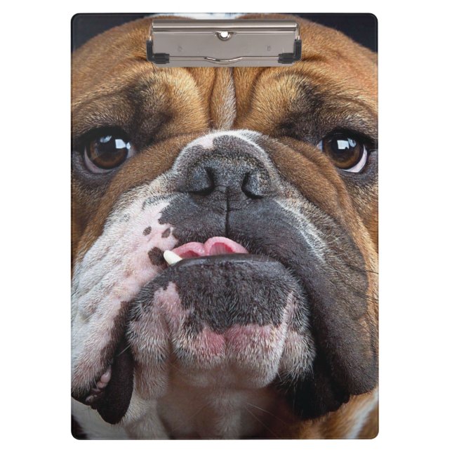 Carpeta De Pinza Cojín decorativo de Bulldog inglés (Anverso)