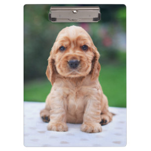 Carpeta De Pinza Coker Spaniel Puppy