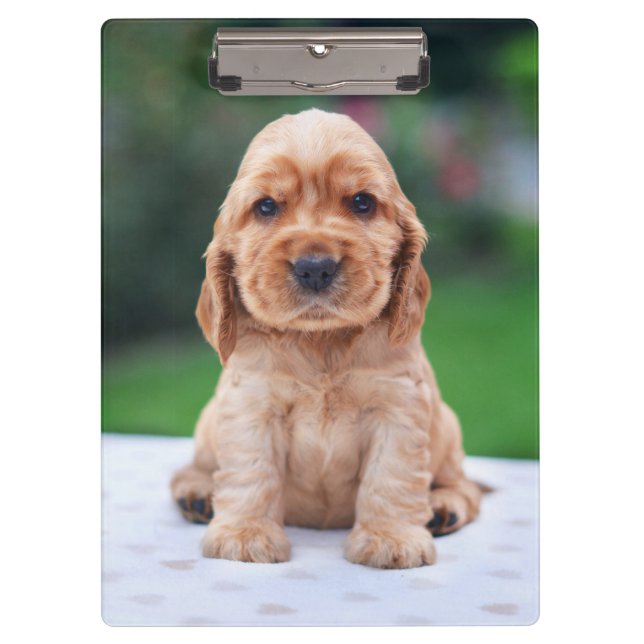 Carpeta De Pinza Coker Spaniel Puppy (Anverso)