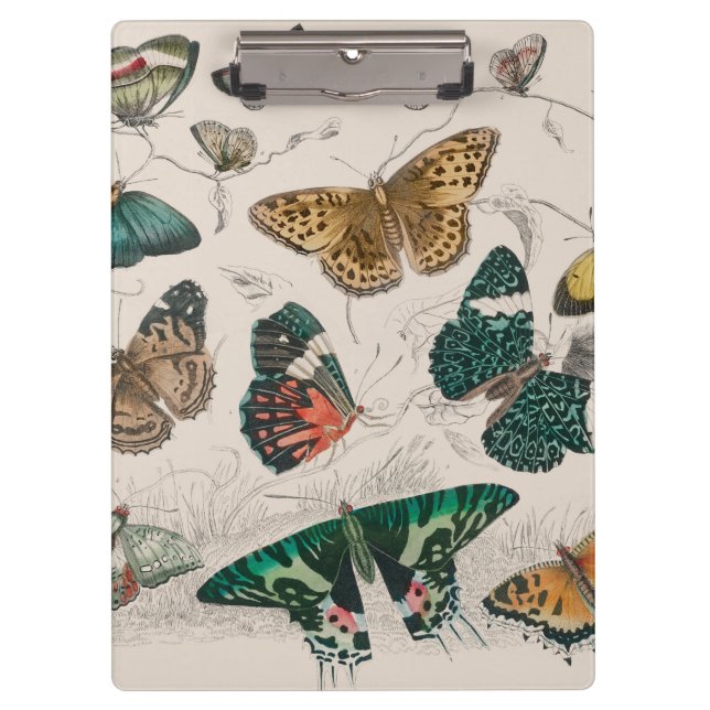 Carpeta De Pinza Colección de mariposa Mariposas antiguas (Anverso)