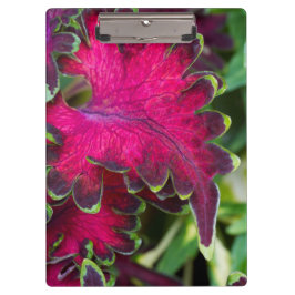 Carpeta De Pinza Coleus Macro