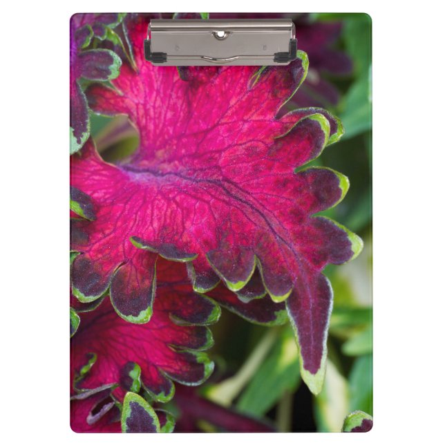 Carpeta De Pinza Coleus Macro (Anverso)