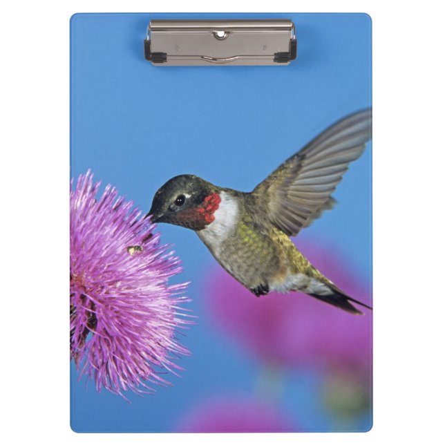 Carpeta De Pinza Colibrí de garganta rubí (Anverso)