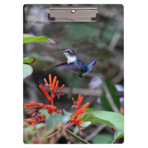 Carpeta De Pinza Colibrí en vuelo y flores rojas