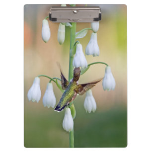 Carpeta De Pinza Colibrí y jacinto de verano