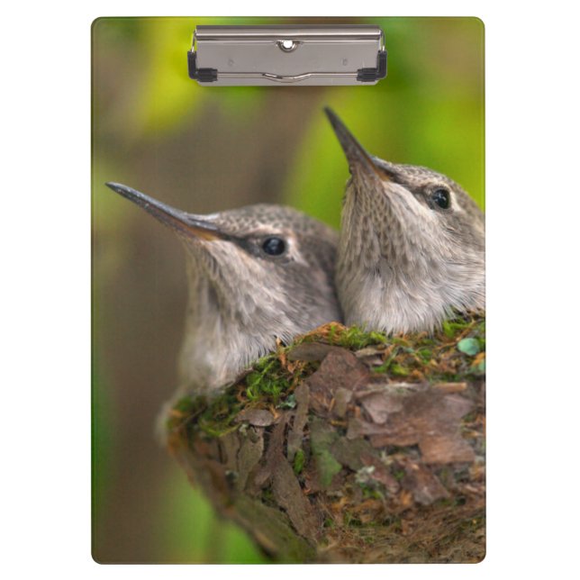 Carpeta De Pinza Colibríes bebés (Anverso)