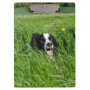 Carpeta De Pinza Collie blanco y negro en hierba