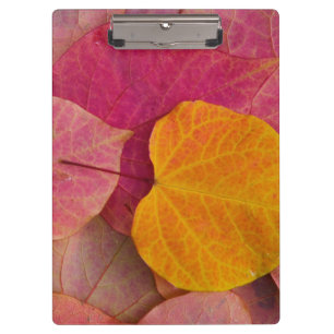 Carpeta De Pinza Color otoñal en Forest Pansy Redbud caído
