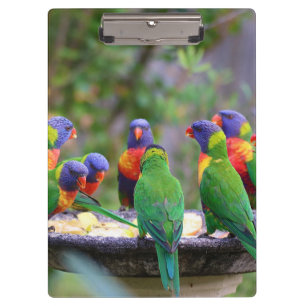 Carpeta De Pinza Coloridos loros arcoiris comiendo