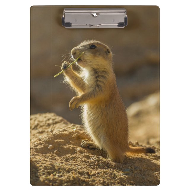 Carpeta De Pinza Comer perro de prairie bebé, Arizona (Anverso)