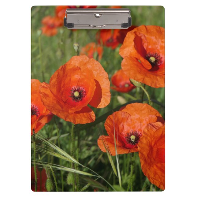 Carpeta De Pinza Common Poppies  (Anverso)