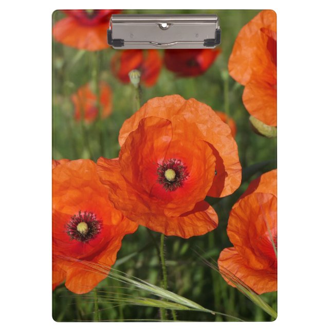 Carpeta De Pinza Common Poppies  (Anverso)