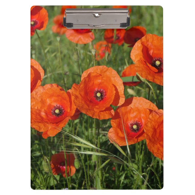 Carpeta De Pinza Common Poppies  (Anverso)