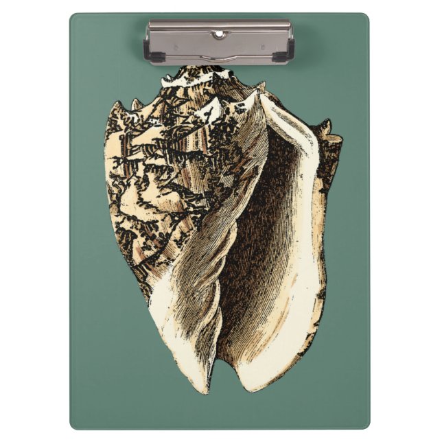 Carpeta De Pinza Concha verde azulada (Anverso)