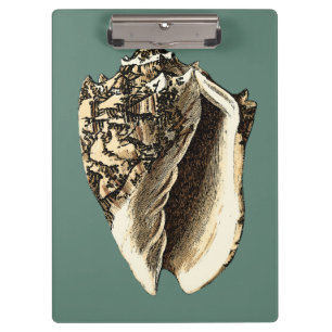 Carpeta De Pinza Concha verde azulada Shell
