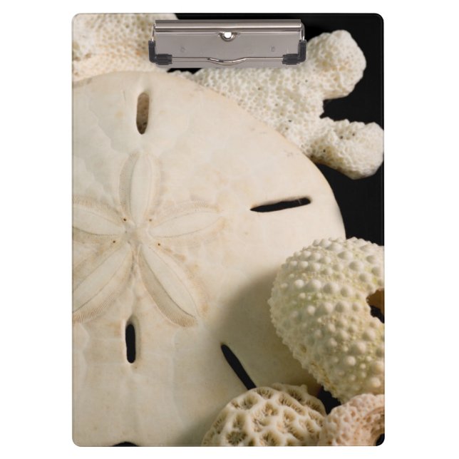 Carpeta De Pinza Conchas Blancas y Dólar de Arena (Anverso)