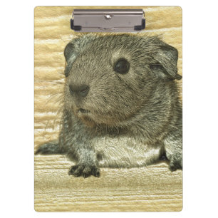 Carpeta De Pinza conejillo metalizado