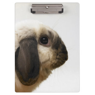 Carpeta De Pinza Conejo que mira el conejo