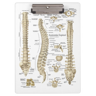 Carpeta De Pinza Consulta médica espinal española de la anatomía