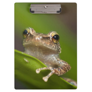 Carpeta De Pinza Coquí común, Eleutherodactylus coqui