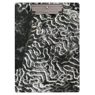 Carpeta De Pinza Coral blanco y negro I Resumen foto natural