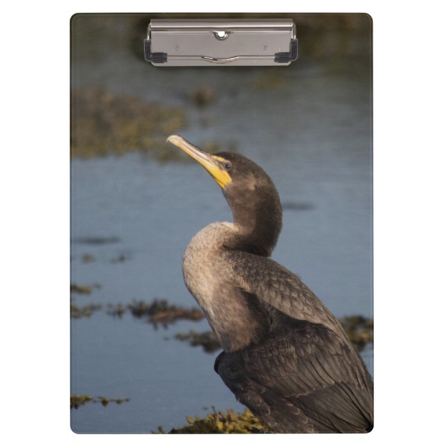 Carpeta De Pinza Cormorán de doble pecho  (Anverso)