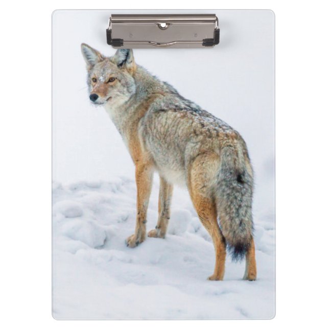 Carpeta De Pinza Coyote en alerta en nieve (Anverso)