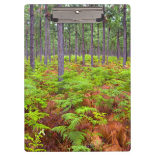 Carpeta De Pinza Crecimiento del Bracken Común (Pteridium Aquilinu