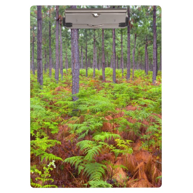 Carpeta De Pinza Crecimiento del Bracken Común (Pteridium Aquilinum (Anverso)