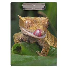 Carpeta De Pinza Crested Gecko Lizard