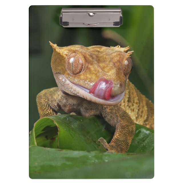 Carpeta De Pinza Crested Gecko Lizard (Anverso)