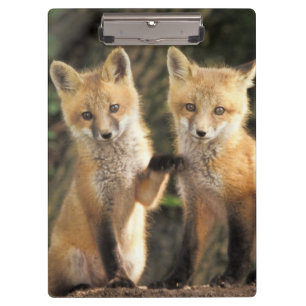 Carpeta De Pinza Cría de zorro rojo frente a la guarida Vulpes vulp