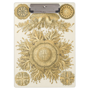 Carpeta De Pinza Criaturas de oro del mar