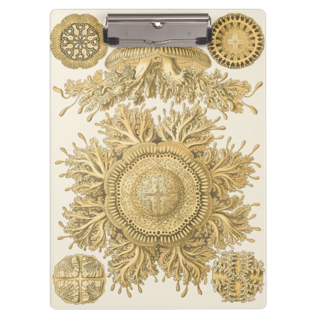 Carpeta De Pinza Criaturas de oro del mar (Anverso)