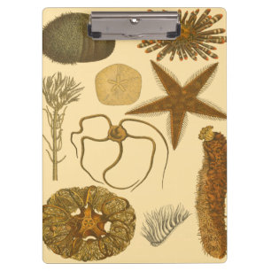 Carpeta De Pinza Criaturas subacuáticas del mar
