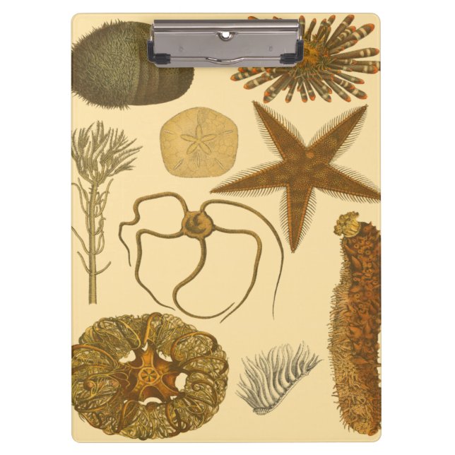 Carpeta De Pinza Criaturas subacuáticas del mar (Anverso)