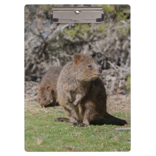 Carpeta De Pinza Cuidados y felices Quokkas en Australia (Anverso)