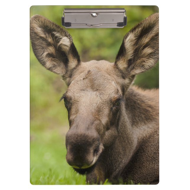 Carpeta De Pinza Curioso Moose (Anverso)