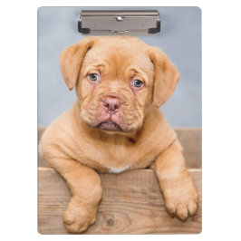 Carpeta De Pinza Cute Dogue De Bordeaux Perro Cachorro