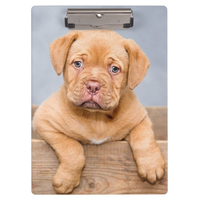 Carpeta De Pinza Cute Dogue De Bordeaux Perro Cachorro (Anverso)
